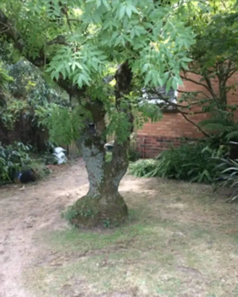 A big tree in the backyard
